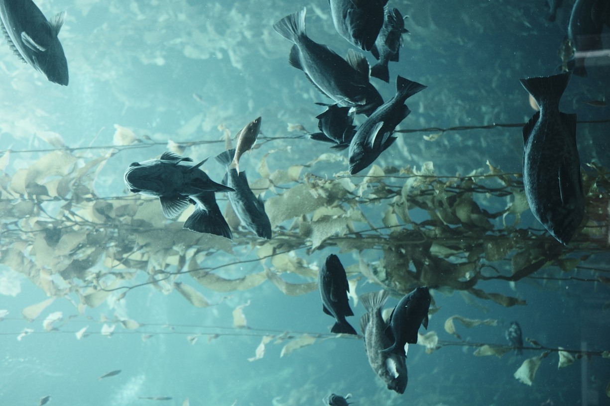 fish