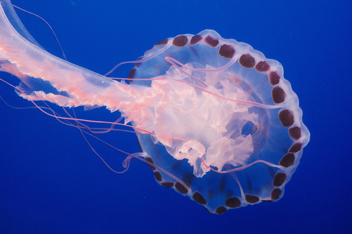 jelly