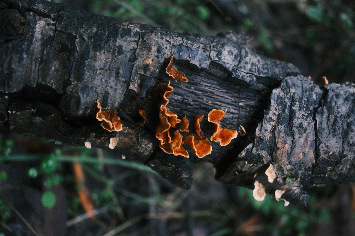 mushroom