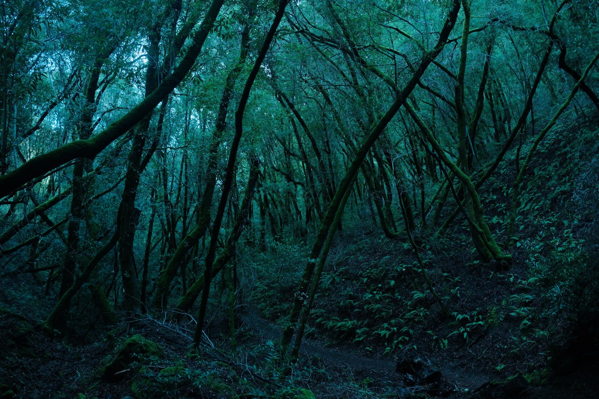 verdant